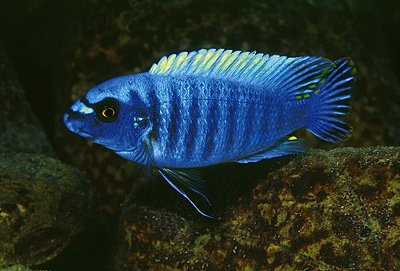 Labeotropheus fuelleborni 'Manda'